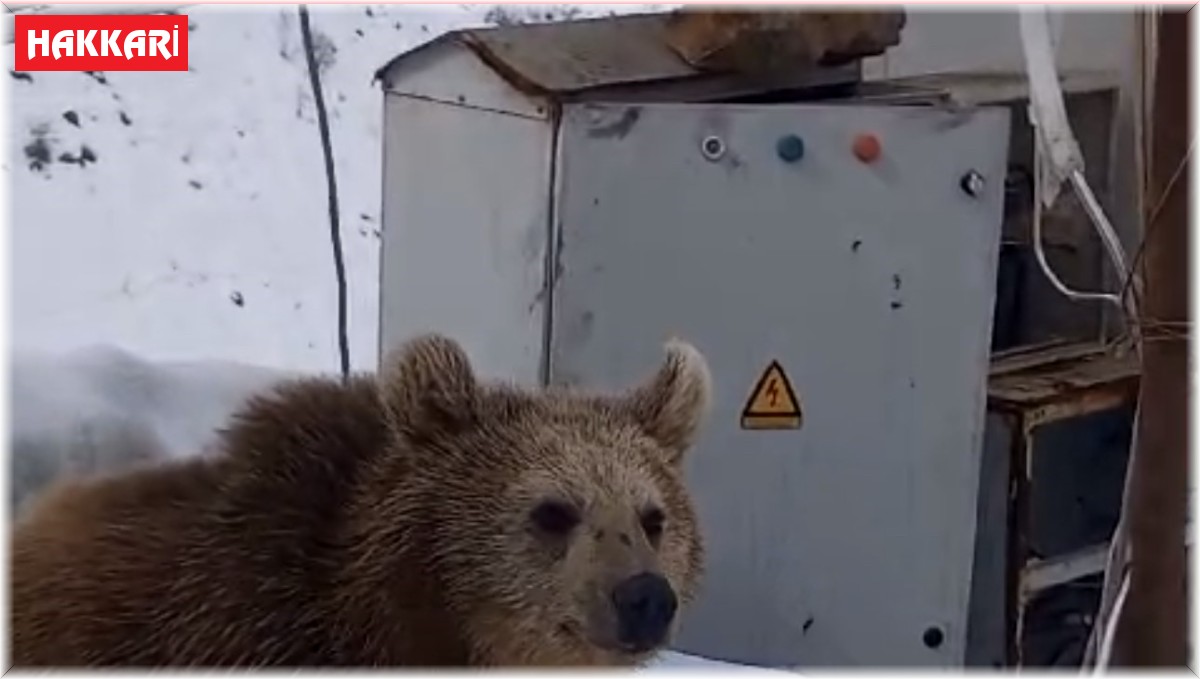 Kış uykusuna yatmayan ayı şantiyeye girdi
