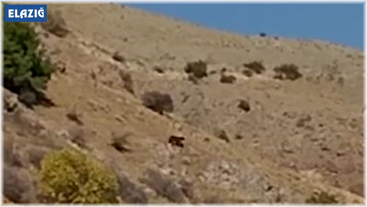 Kış uykusuna yatmayan ayı yiyecek ararken görüntülendi