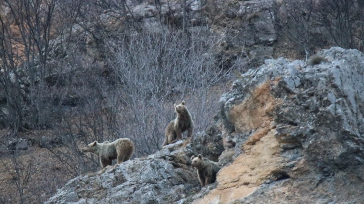 Kış uykusundan uyanan anne ve yavru ayılar görüntülendi