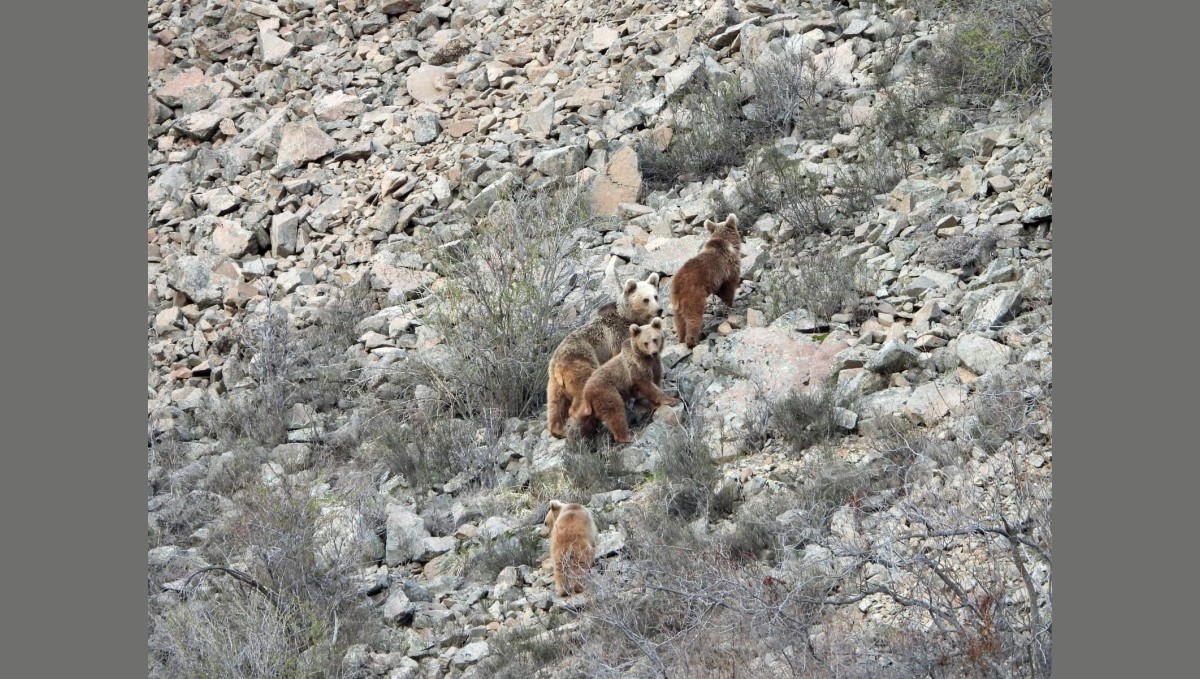 Kış uykusundan uyanan ayı ailesini görüntüledi
