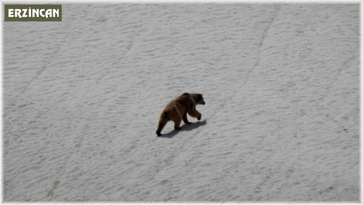 Kış uykusundan uyanan ayı yiyecek ararken görüntülendi
