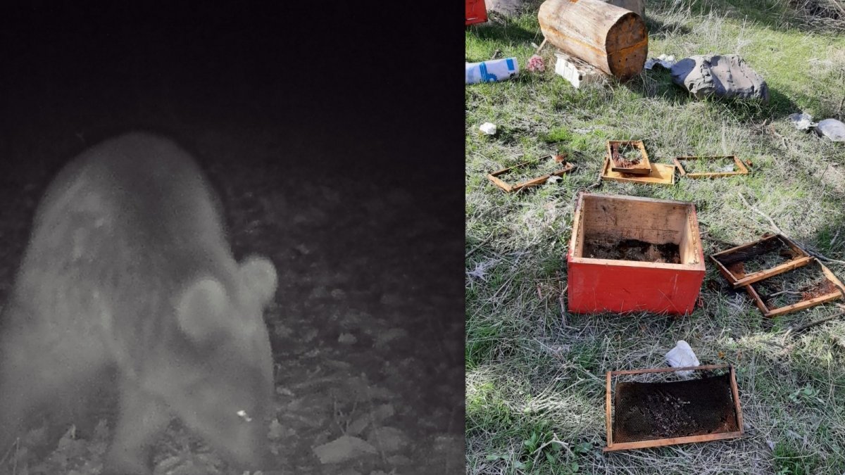 Kış uykusundan uyanan ayılar arı kovanlarını parçaladı