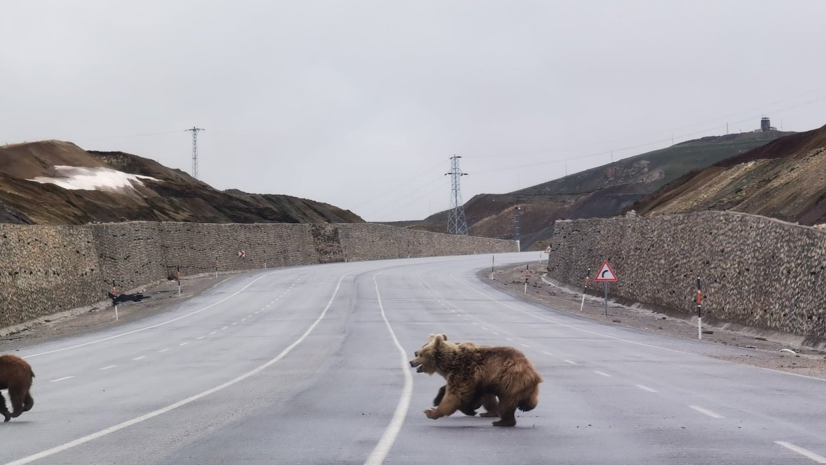 Kış uykusundan uyanan ayılar kara yoluna indi