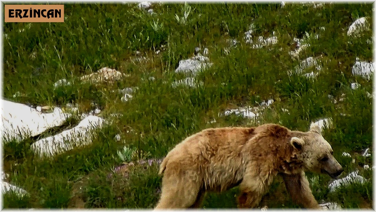 Kış uykusundan uyanan boz ayı yiyecek ararken görüntülendi