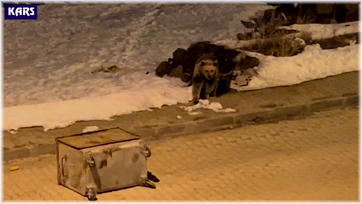 Kış uykusundan uyanan boz ayılar yiyecek bulmak için ilçe merkezine indi