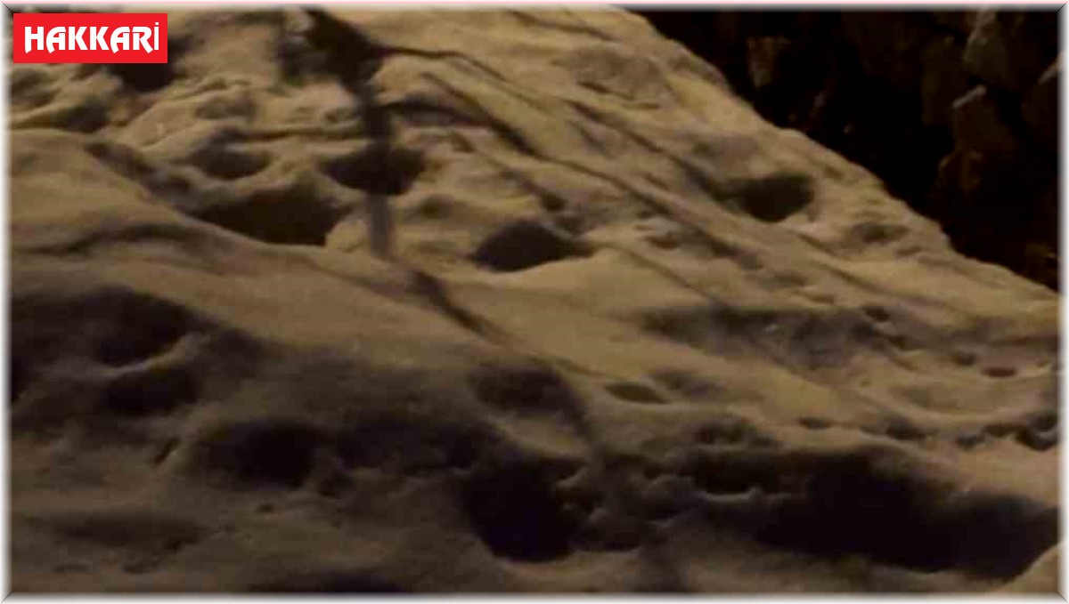 Kış uykusundan uyanan kirpi kar üzerinde yolunu şaşırdı