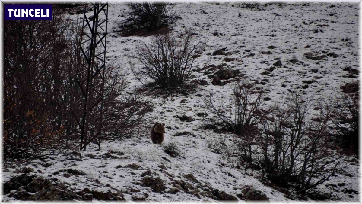 Kış uykusundan uyandı, kışa yakalandı