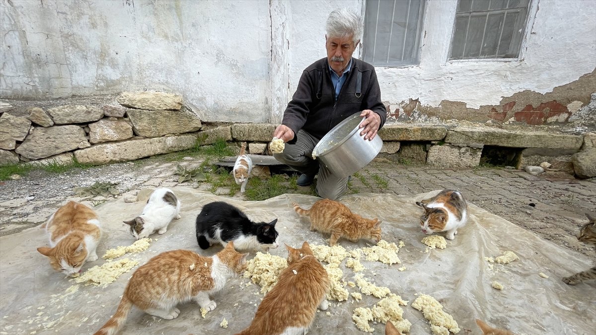 Kışın şehre dönenlerin geride bıraktığı kedilere köy muhtarı sahip çıkıyor
