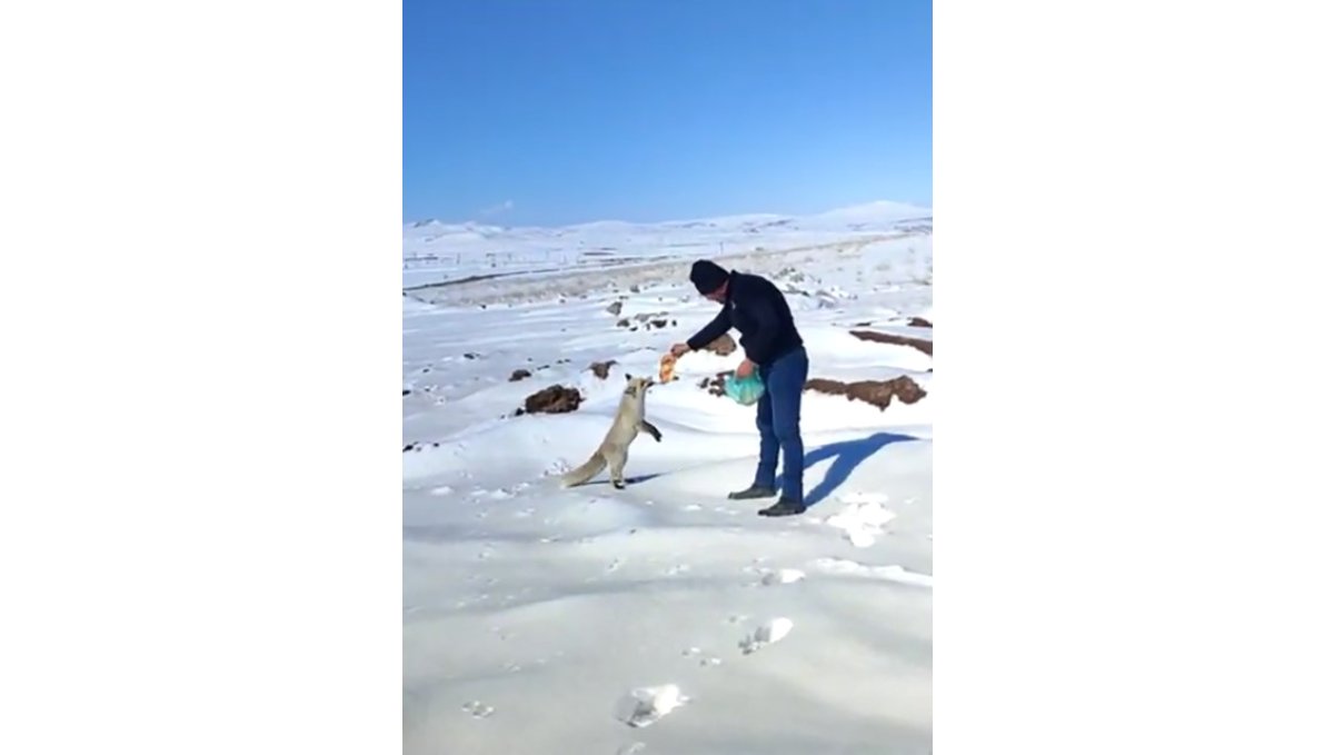 Kışın zor günlerinde tilkiye işçilerden şefkat eli