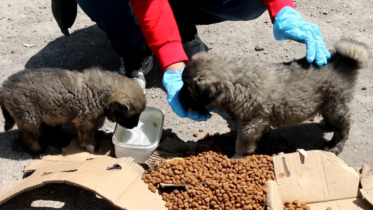 Kısıtlamada can dostlar unutulmadı
