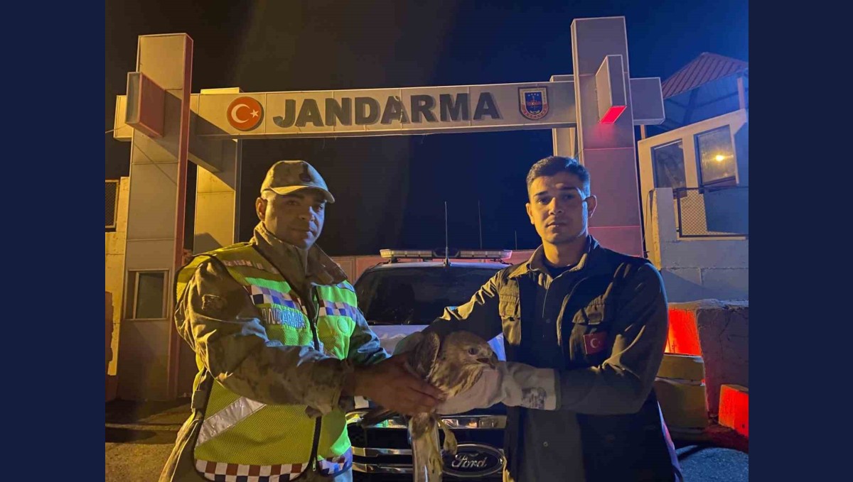 Kızıl şahin emin ellerde