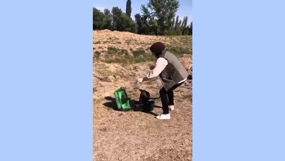 Kızıl şahin tekrar doğaya kavuştu