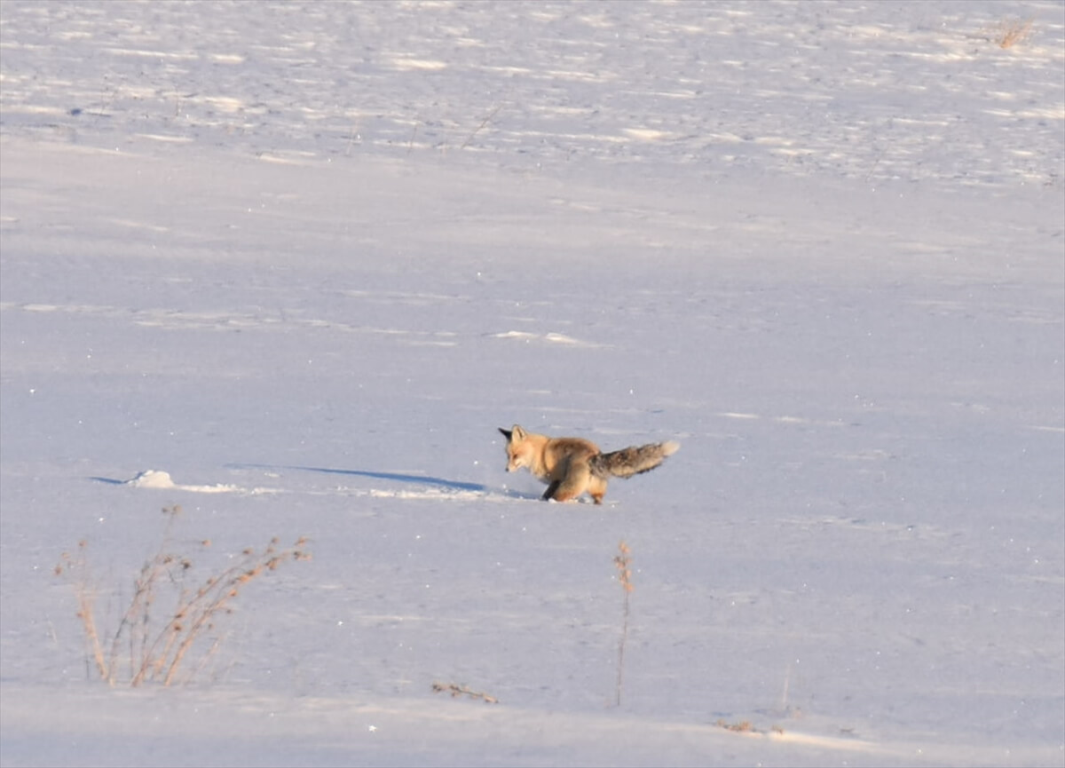 Kızıl tilkiler Kars'ta karla kaplı arazide avlanıyor