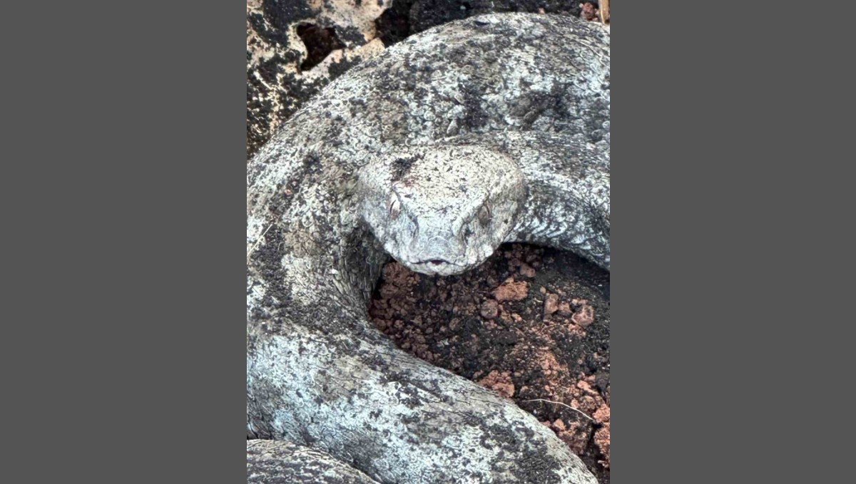 Koca engerek ile kedinin hayatta kalma mücadelesi kameraya yansıdı