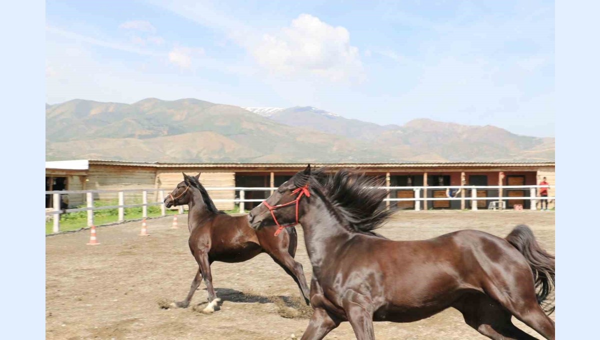 Koçaker, atlı spor kulübünde incelemelerde bulundu