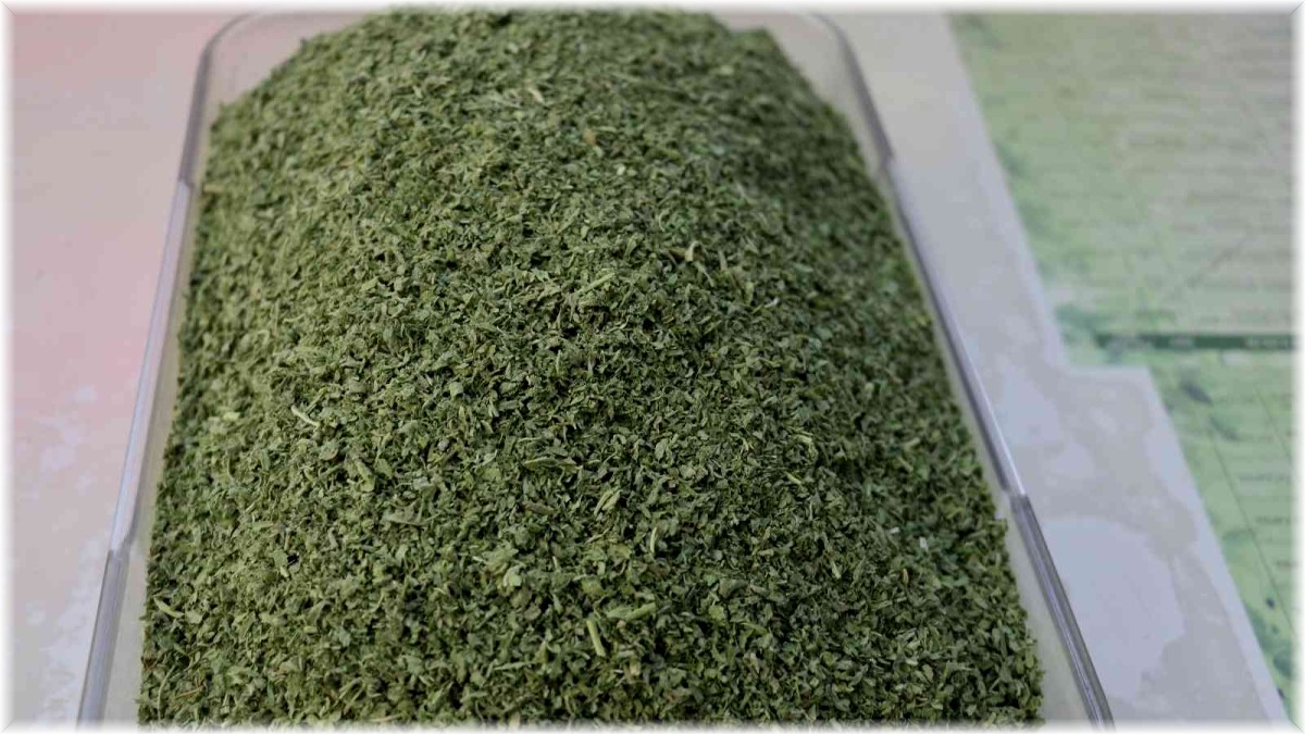 Kokusuyla yemeklere lezzet katan pıltan otuna ilgi