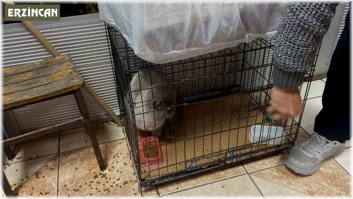 Kolilerin arkasında sıkışan kedi kurtarıldı