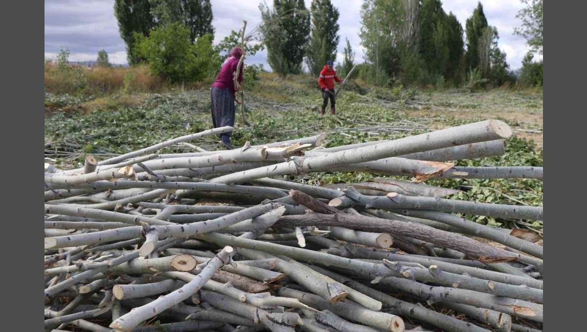 Kömür pahalı, odun umut: Erzincan kırsalında kış mesaisi