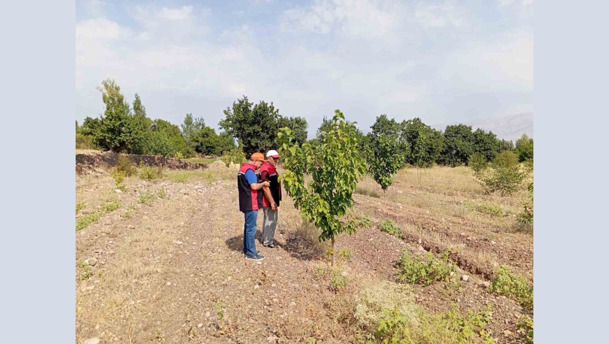 Konakbaşı köyündeki dut bahçesinde hastalık ve zararlı kontrolleri yapıldı
