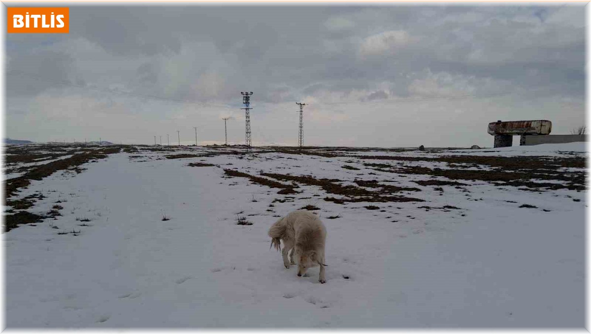 Köpeğin dronla imtihanı