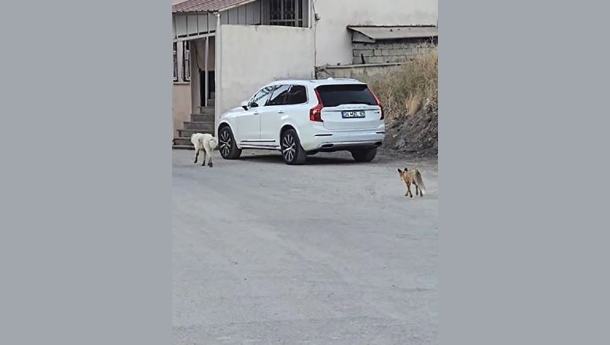 Köpeğin peşine takılan tilki kamerada