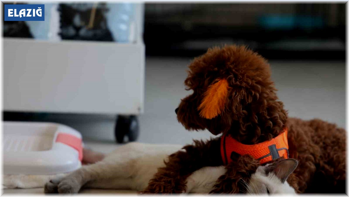 Köpek ile kedinin dostluğu görenleri hayretler içerisinde bırakıyor