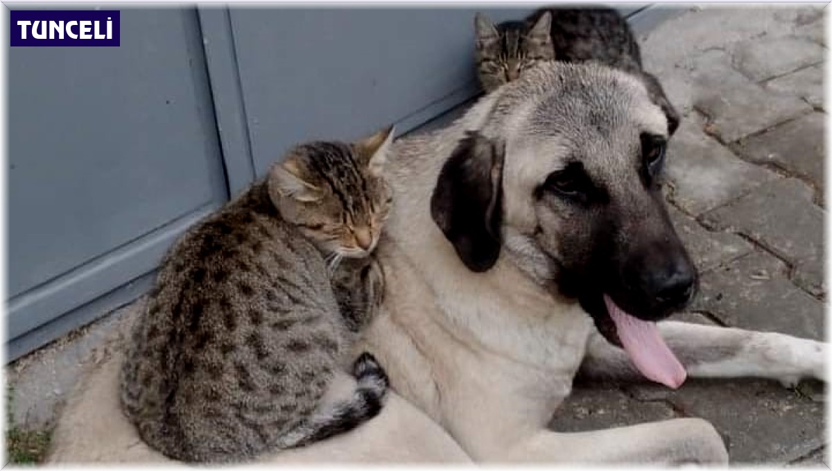 Köpek ve kedinin dostluğu görenleri şaşırtıyor