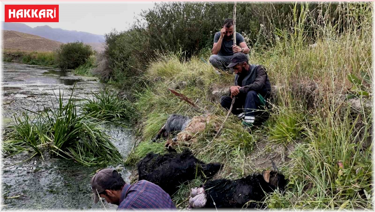 Köpekler sürüye saldırdı, 30'a yakın koyun telef oldu