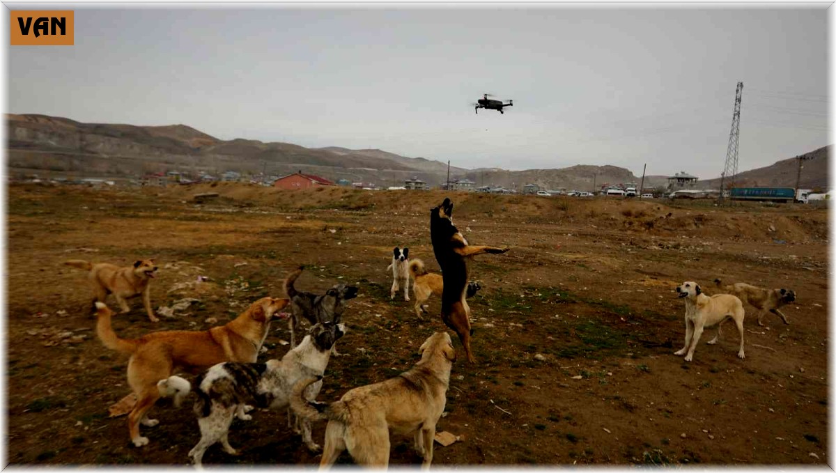 Köpeklerin drone ile imtihanı kamerada