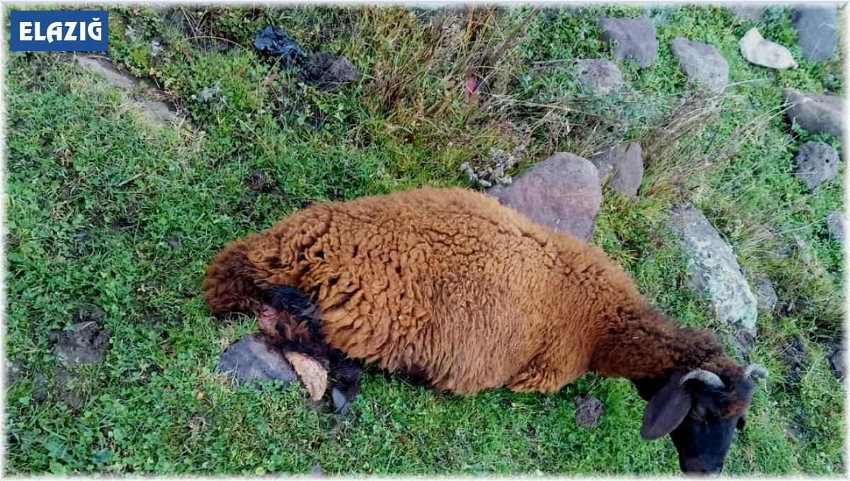 Köpeklerin saldırısına uğrayan 2 koyun telef oldu