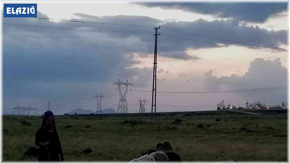 Köpeklerin saldırısına uğrayan 3 koyun telef oldu