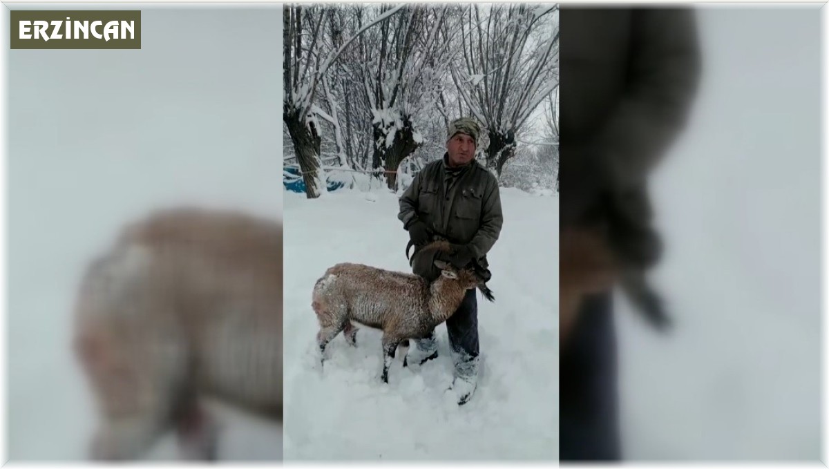 Köpeklerin saldırısına uğrayan dağ keçisini muhtar kurtardı