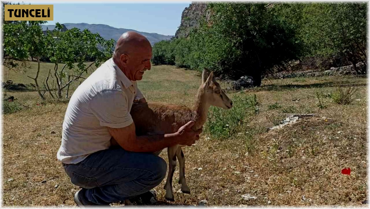 Köpeklerin saldırısına uğrayan yavru dağ keçisini vatandaşlar kurtardı
