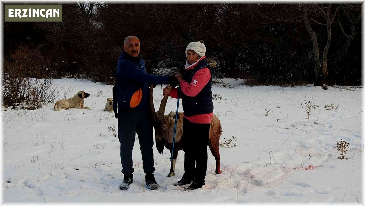 Köpeklerin saldırısına uğrayarak yaralanan dağ keçisini vatandaşlar kurtardı