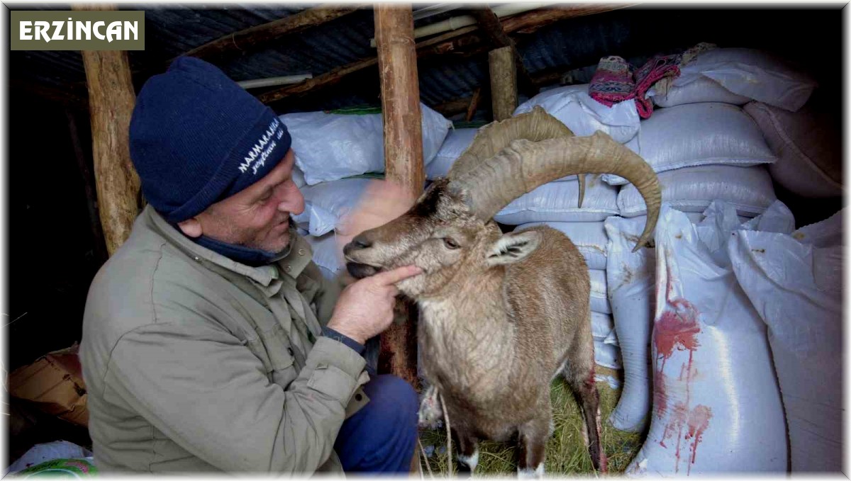 Köpeklerin saldırısından kurtardığı yaban keçisini sevmeye doyamadı