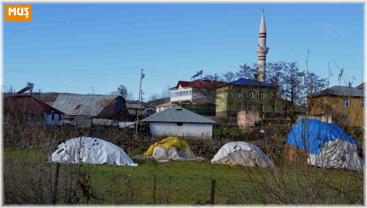 Köpeklerin yaşlı kadına saldırı anı güvenlik kamerasına böyle yansıdı