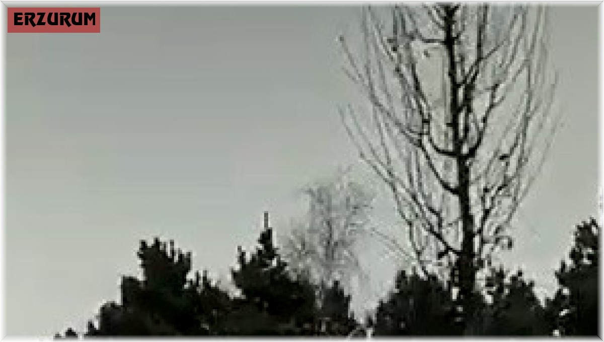 Köpekten korkan atlar dörtnala 25 kilometre koştu