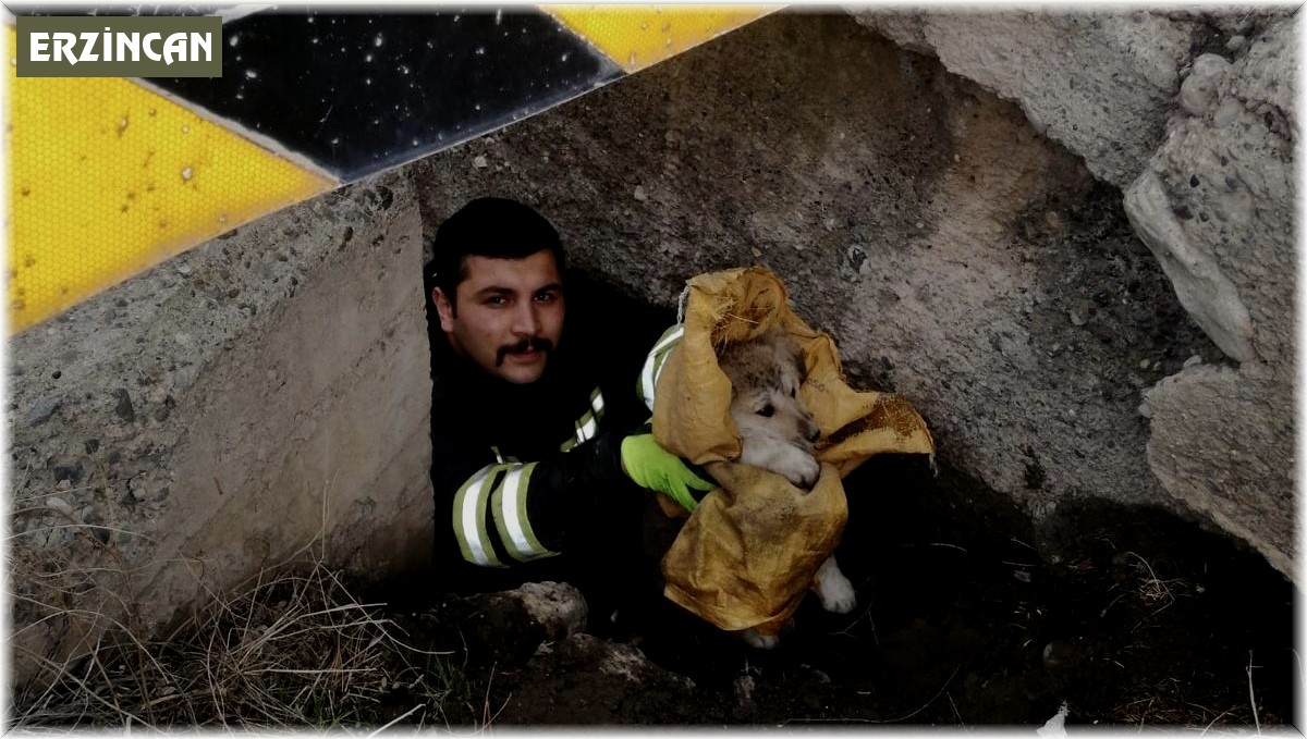 Köprü altında mahsur kalan yavru köpekler itfaiye ekiplerince kurtarıldı