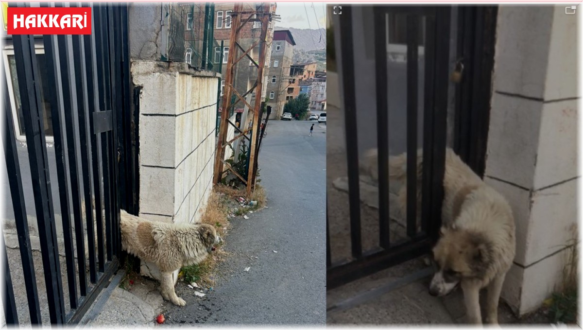 Korkuluklara sıkışan köpeği belediye ekipleri kurtardı