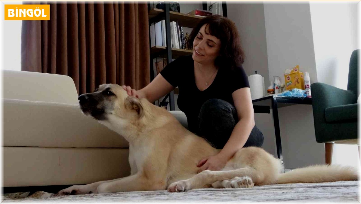 Korkusunu arka ayakları tutmayan kangal kırması 'Paris'i sahiplenerek yendi