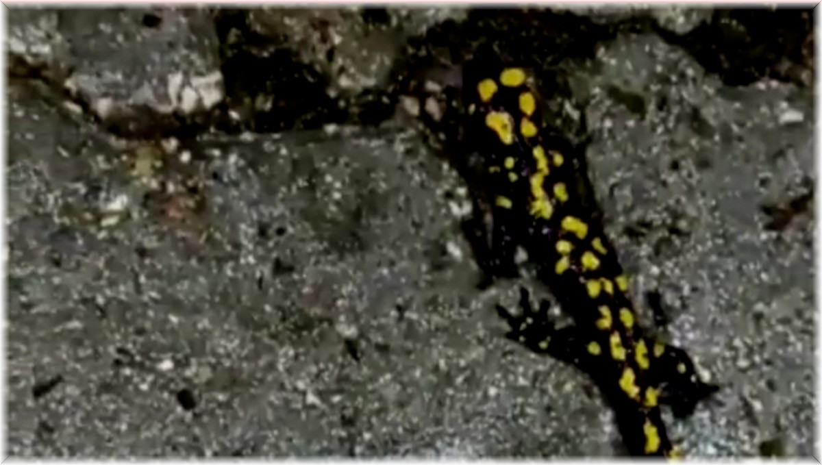 Koruma altında bulunan Anadolu semenderi Elazığ'da görüntülendi