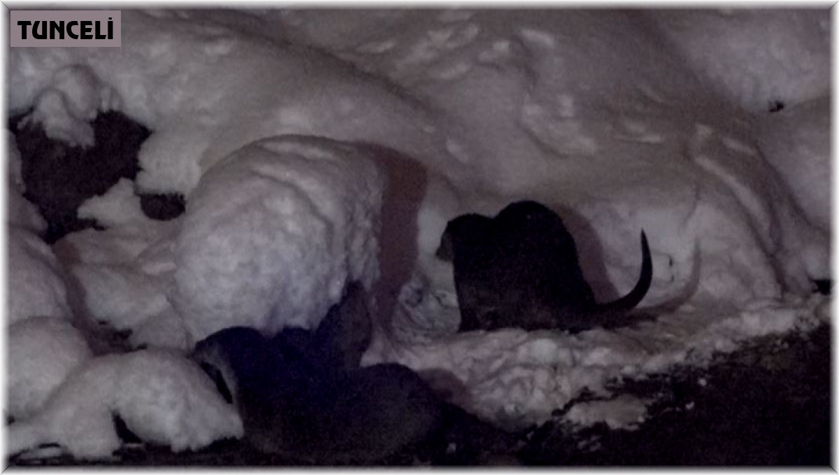 Koruma altında bulunan su samurları Munzur Çayı'nda görüntülendi