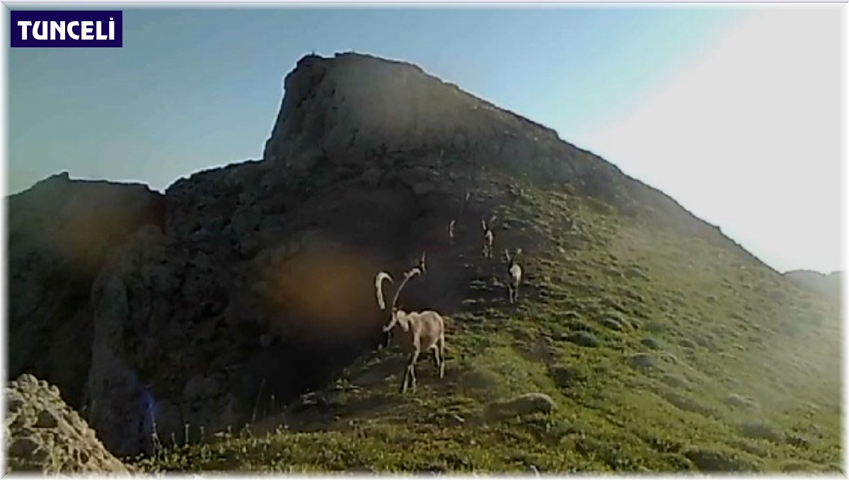 Koruma altında bulunan yaban keçileri fotokapana takıldı