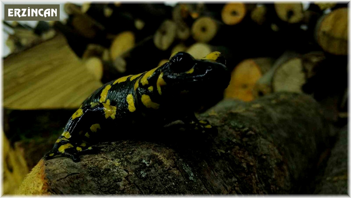 Koruma altındaki 'Benekli Semenderler' Erzincan'da görüntülendi