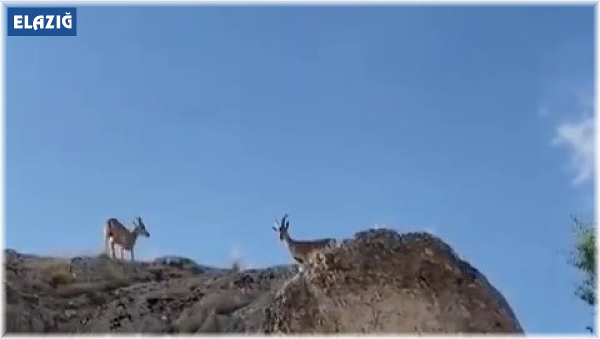 Koruma altındaki dağ keçileri Harput'ta görüntülendi