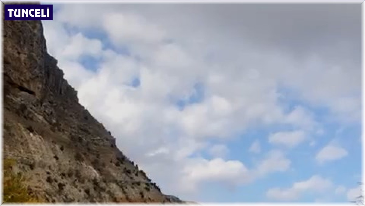 Koruma altındaki dağ keçileri kent merkezinde görüntülendi