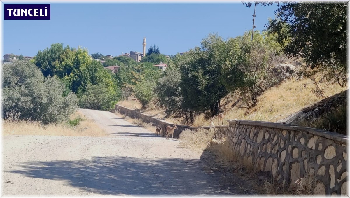 Koruma altındaki dağ keçileri şehre indi