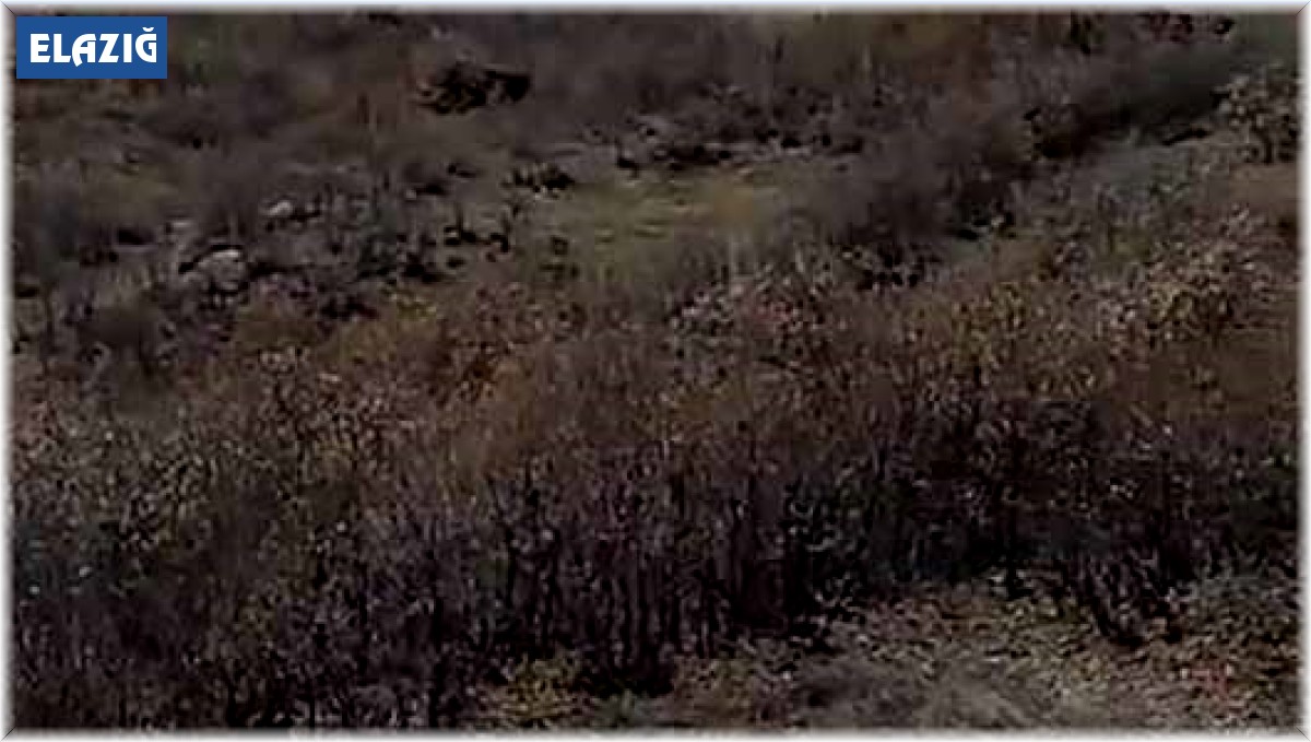 Koruma altındaki dağ keçileri sürü halinde görüntülendi