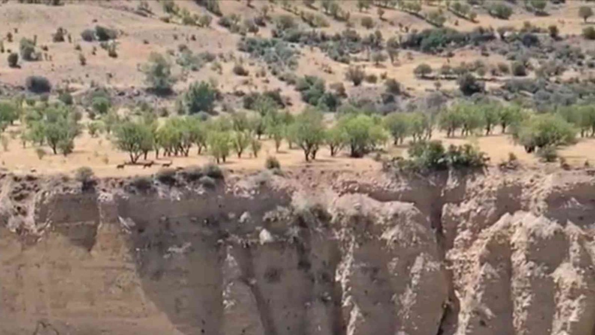 Koruma altındaki dağ keçileri sürü halinde görüntülendi