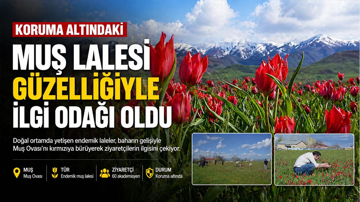 Koruma Altındaki Muş Laleleri Muş Ovası'nı Kırmızıya Bürüdü